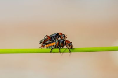 Close-up of insect