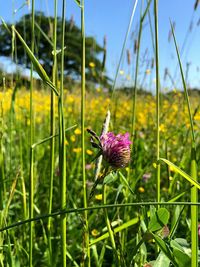 Close-up of purple flowering plants on field