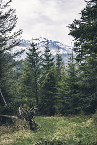 Pine trees in forest against sky