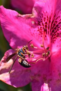 Close-up of bee on purple flower