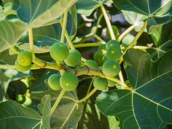 Close-up of green leaves