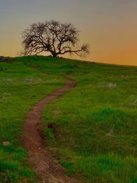 Bare tree on field against sky during sunset