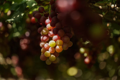 Close-up of grapes growing on tree