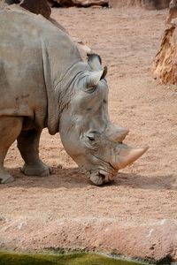 View of rhinoceros in zoo
