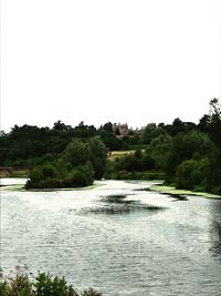 Scenic view of river in forest against clear sky