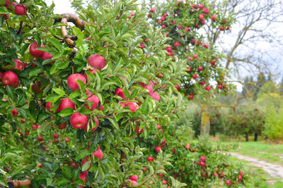 Red berries growing on tree