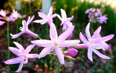 Close-up of purple flowers growing in garden