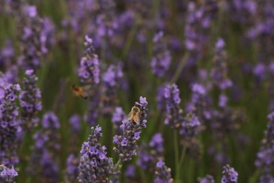 Close-up of bee pollinating on lavender