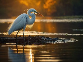 Bird in lake