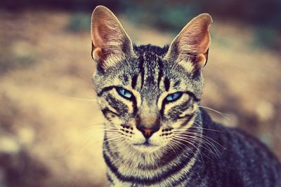 Close-up portrait of cat