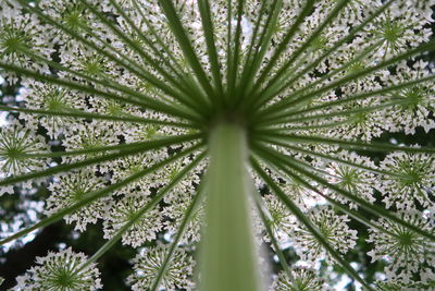 Directly below shot of umbelifer flowers