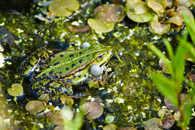 High angle view of frog at pond