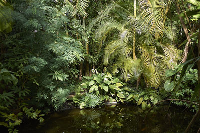 Close-up of plants growing in forest
