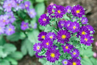 Close-up of purple flower outdoors
