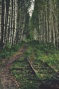 Trail amidst trees in forest