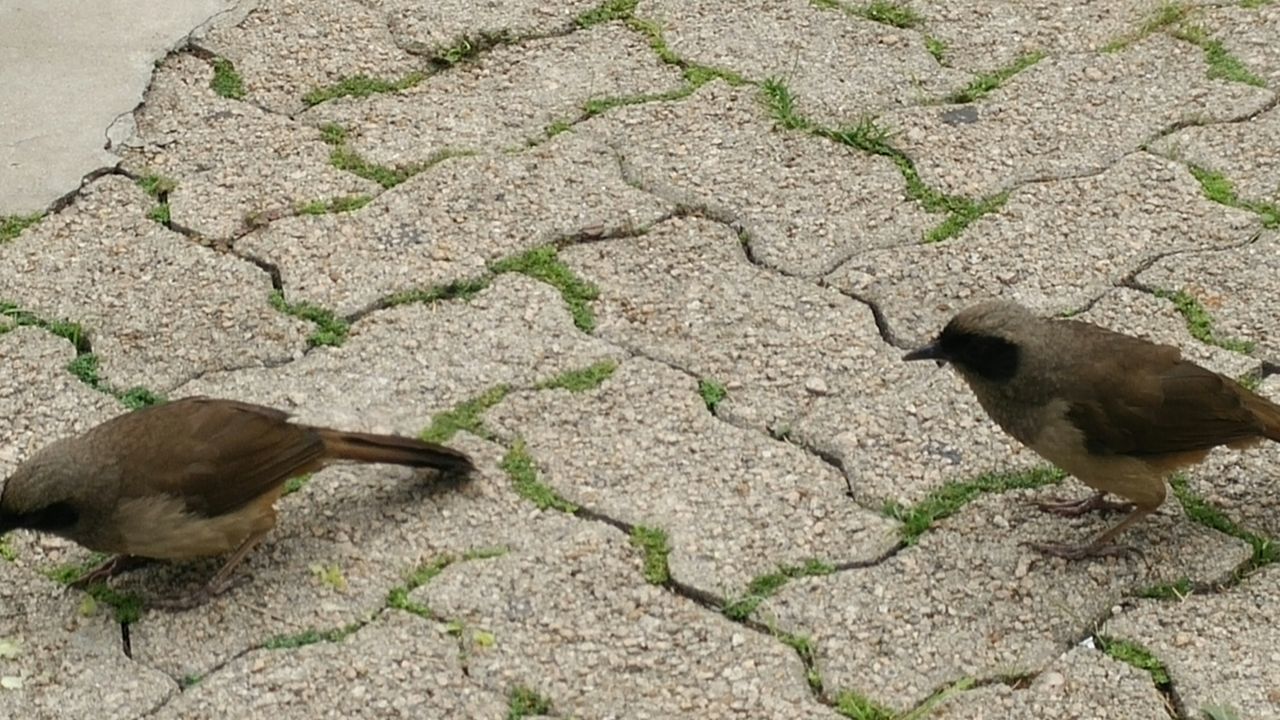 animal themes, animals in the wild, wildlife, one animal, bird, high angle view, two animals, outdoors, day, nature, street, pigeon, zoology, no people, three animals, full length, sunlight, rock - object, side view, vertebrate