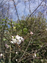 Close-up of white flowers blooming on branch