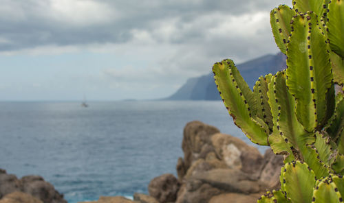 Close-up of cactus by sea against sky