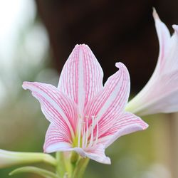 Close-up of pink flower