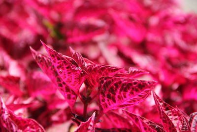 Close-up of pink rose flower