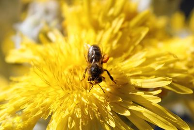 Honey bee pollinating a beautiful fully open, yellow flower