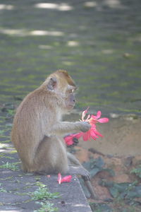 Monkey sitting on a flower