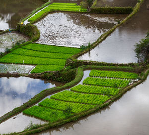 Scenic view of agricultural landscape