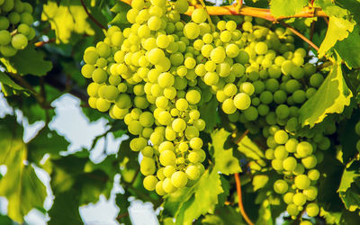 Close-up of grapes growing in vineyard