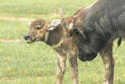 A baby buffalo