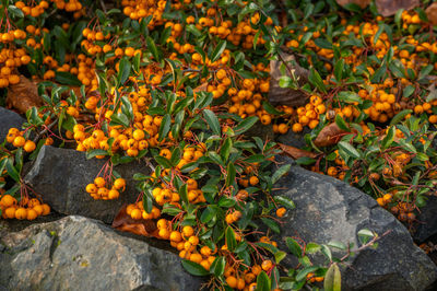 High angle view of orange flowering plants