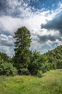 Trees on field against sky