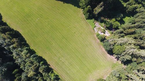 High angle view of trees growing in forest