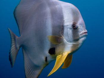 Close-up of fish swimming in sea