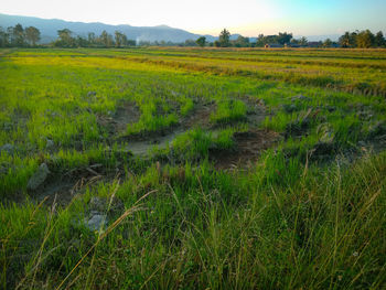 Scenic view of field against sky