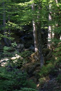 View of a forest