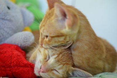 Close-up of cat sitting on blanket