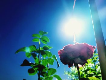 Low angle view of flowering plant against sky