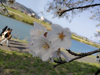 Close-up of white cherry blossom tree