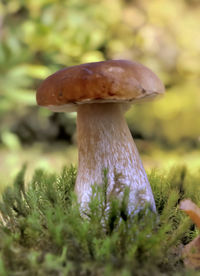 Close-up of mushroom growing on field