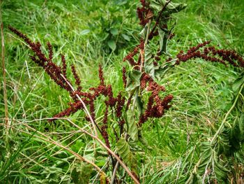 Close-up of grass