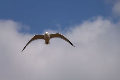 Low angle view of seagull flying against sky