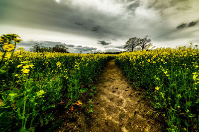 Plants growing on field against sky