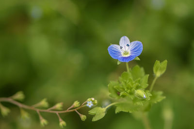 Close-up of purple flowering plant