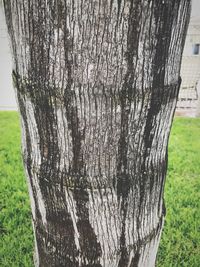 Close-up of tree trunk in water