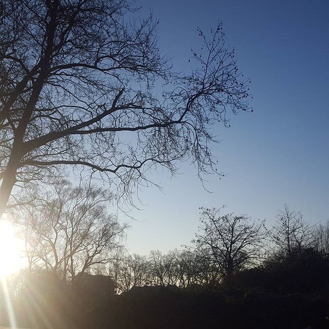 tree, bare tree, silhouette, branch, clear sky, tranquility, low angle view, beauty in nature, tranquil scene, nature, scenics, sun, sunlight, sky, blue, growth, sunset, sunbeam, outdoors, no people