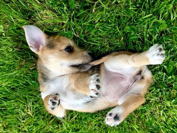 High angle view of puppy on grass