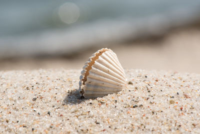 Close-up of shell on beach