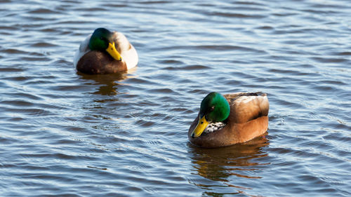 Duck swimming in lake