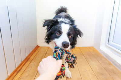 Portrait of dog on floor at home