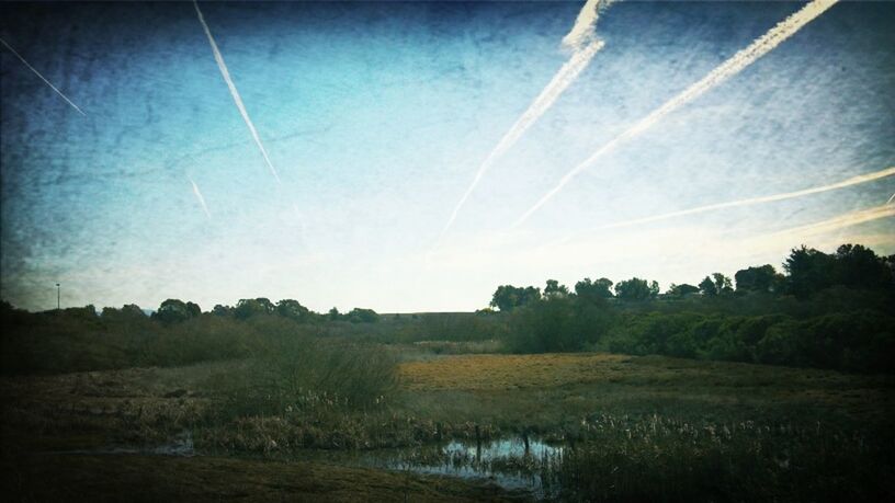 tree, tranquil scene, tranquility, sky, scenics, beauty in nature, landscape, water, nature, field, vapor trail, blue, growth, lake, non-urban scene, idyllic, reflection, day, outdoors, cloud - sky